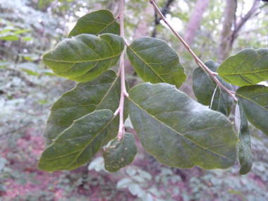 Petites feuilles (3 à 5 cm) alternes et à pétiole court, coriaces et plus ou moins dentées dont la face supérieure est bombée d'un vert glauque. Agrandir dans une nouvelle fenêtre (ou onglet)